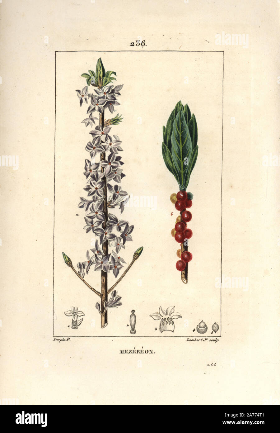 Mezereon, Daphne mezereum. Crépi coloriée à la gravure sur cuivre par Junior Lambert d'après un dessin de Pierre Jean François Turpin de Chaumeton, Poiret et Chamberet's 'La Flore medicale,' Paris, Panckoucke, 1830. Turpin (17751840) a été l'un des trois géants de l'art botanique français de l'époque aux côtés de Pierre Joseph Redoute et Pancrace Bessa. Banque D'Images