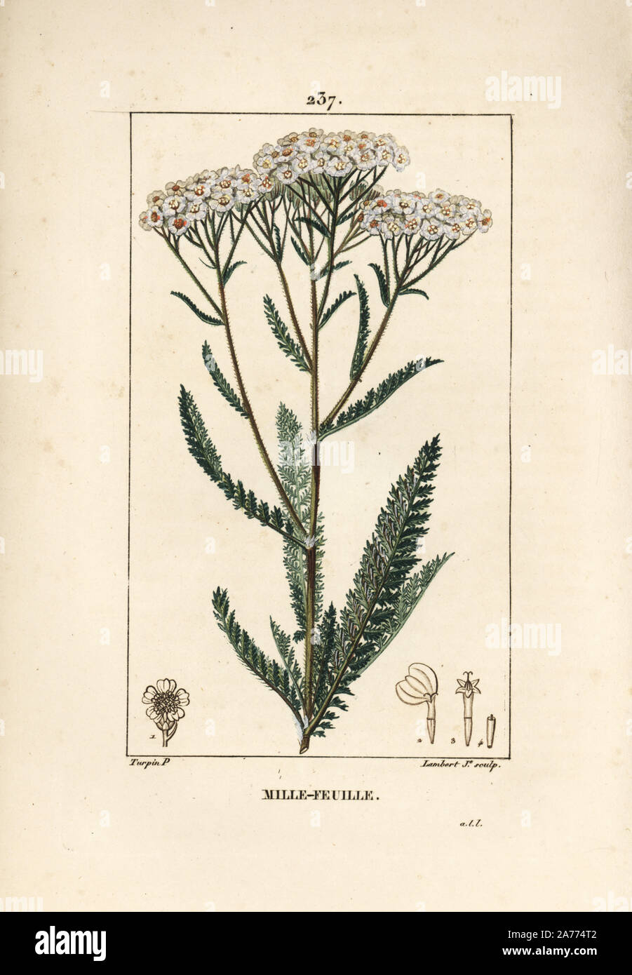 Achillée millefeuille, Achillea millefolium. Crépi coloriée à la gravure sur cuivre par Junior Lambert d'après un dessin de Pierre Jean François Turpin de Chaumeton, Poiret et Chamberet's 'La Flore medicale,' Paris, Panckoucke, 1830. Turpin (17751840) a été l'un des trois géants de l'art botanique français de l'époque aux côtés de Pierre Joseph Redoute et Pancrace Bessa. Banque D'Images