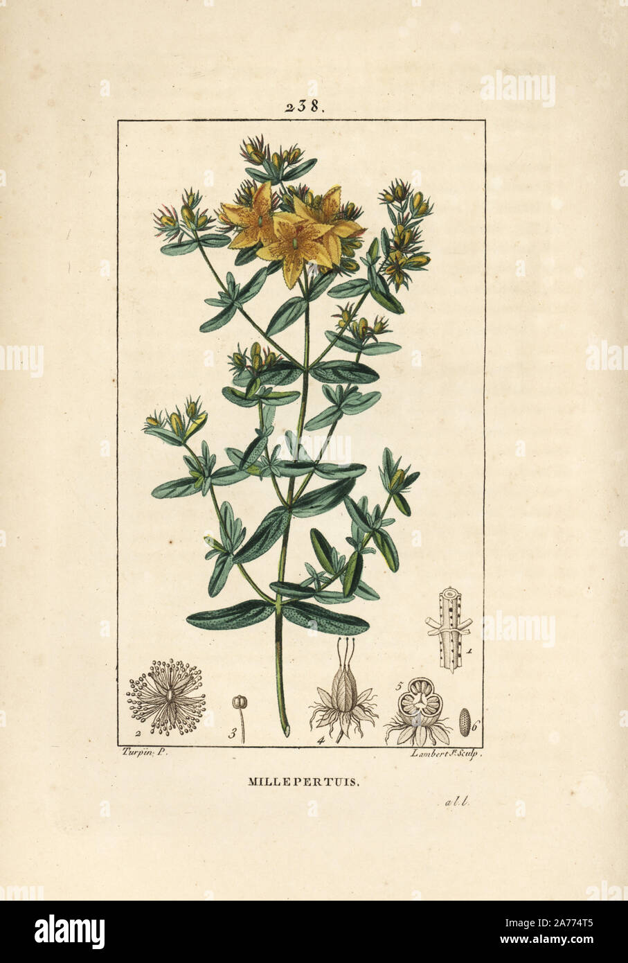 Le millepertuis perforé, Hypericum perforatum. Crépi coloriée à la gravure sur cuivre par Junior Lambert d'après un dessin de Pierre Jean François Turpin de Chaumeton, Poiret et Chamberet's 'La Flore medicale,' Paris, Panckoucke, 1830. Turpin (17751840) a été l'un des trois géants de l'art botanique français de l'époque aux côtés de Pierre Joseph Redoute et Pancrace Bessa. Banque D'Images