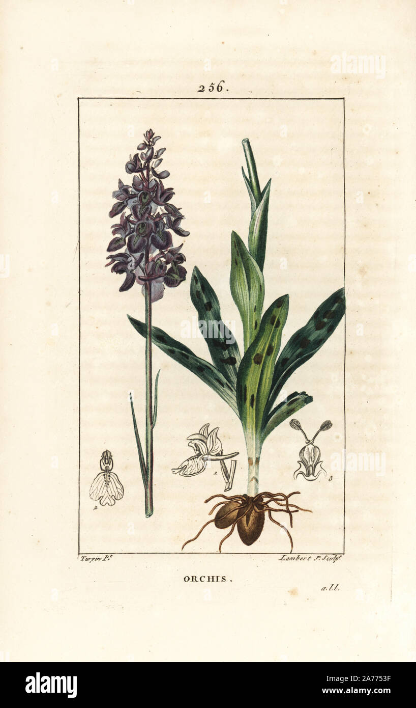 Early Purple orchid, Orchis mâle ou mascula, avec fleur, tige, feuille et l'ampoule. Crépi coloriée à la gravure sur cuivre par Junior Lambert d'après un dessin de Pierre Jean François Turpin de Chaumeton, Poiret et Chamberet's 'La Flore medicale,' Paris, Panckoucke, 1830. Turpin (17751840) a été l'un des trois géants de l'art botanique français de l'époque aux côtés de Pierre Joseph Redoute et Pancrace Bessa. Banque D'Images