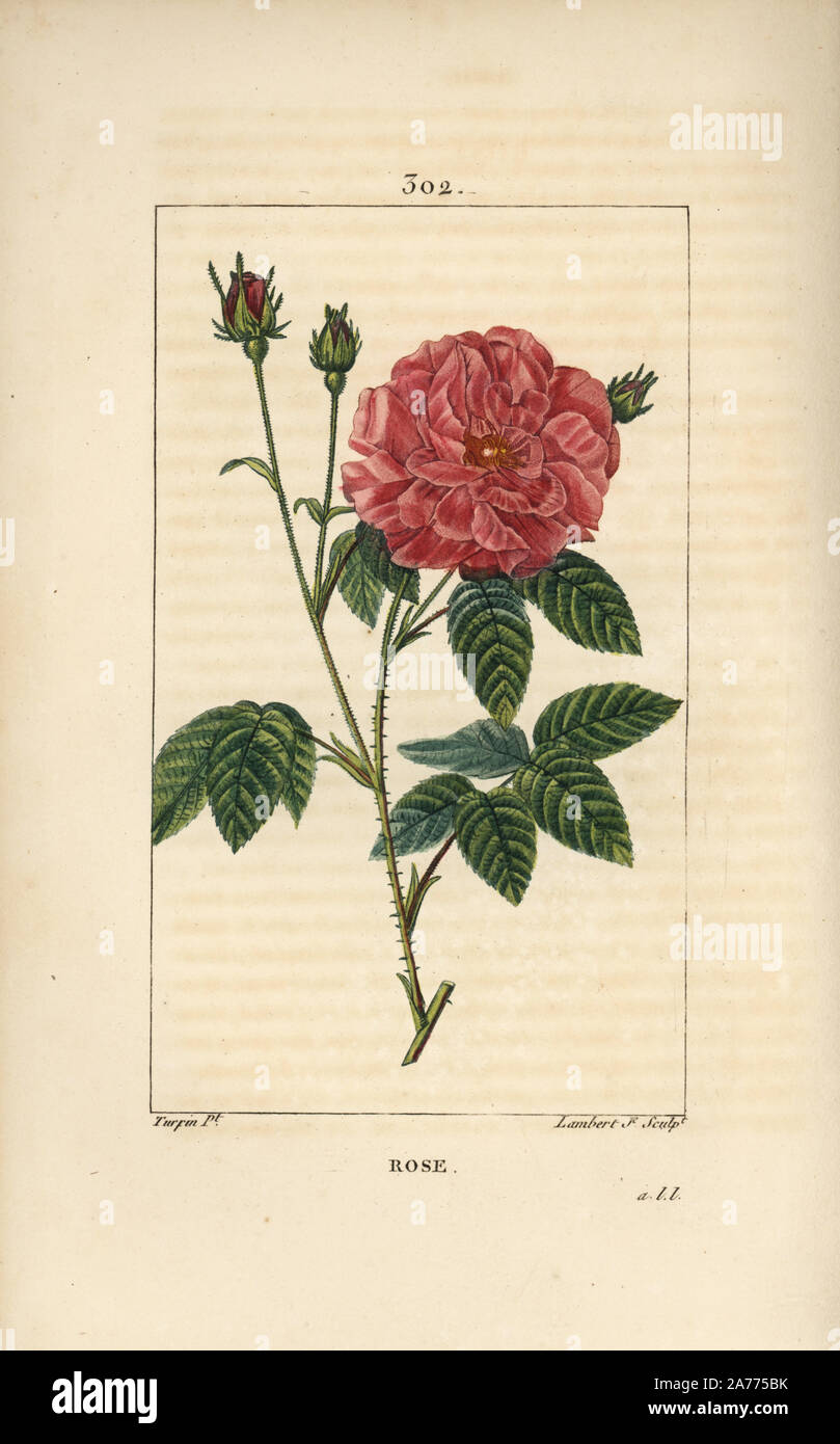 Rose, Rosa Gallica, avec bud, fleurs, feuilles et tiges épineuses. Crépi coloriée à la gravure sur cuivre par Junior Lambert d'après un dessin de Pierre Jean François Turpin de Chaumeton, Poiret et Chamberet's 'La Flore medicale,' Paris, Panckoucke, 1830. Turpin (17751840) a été l'un des trois géants de l'art botanique français de l'époque aux côtés de Pierre Joseph Redoute et Pancrace Bessa. Banque D'Images
