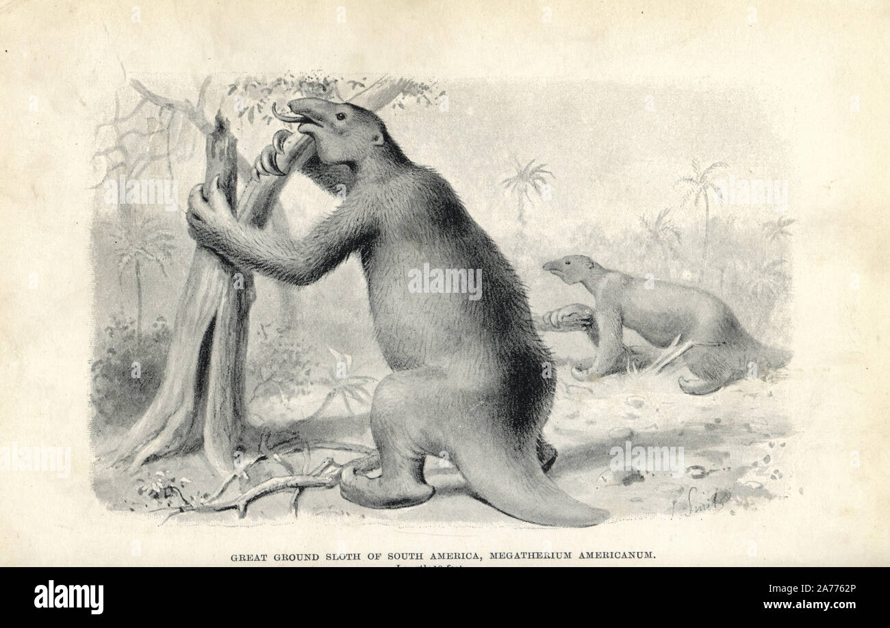 Megatherium americanum, grand uneau géant de l'Amérique du Sud. Illustration par J. Smit de H. N. Hutchinson's 'disparue monstres et créatures d'autres jours, Chapman and Hall, Londres, 1894. Banque D'Images