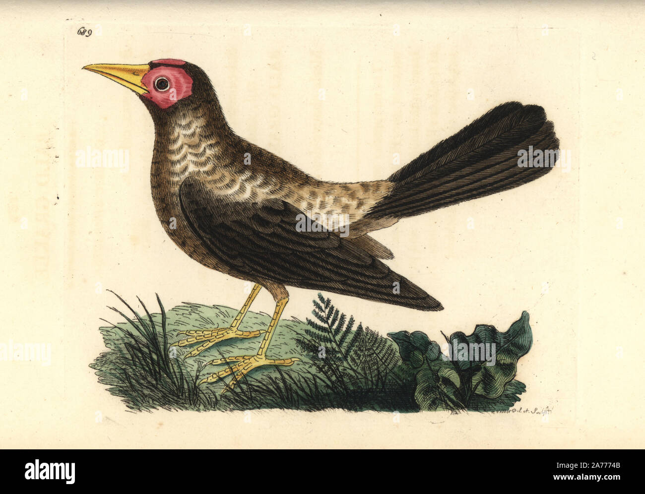 Sarcops Coleto, calvus, starling espèce originaire des Philippines. Illustration dessiné et gravé par Richard Nodder Sciences. Coloriée à la gravure sur cuivre de George Shaw et Frederick Nodder's 'Le Naturalist's Miscellany, Londres, 1801. Banque D'Images