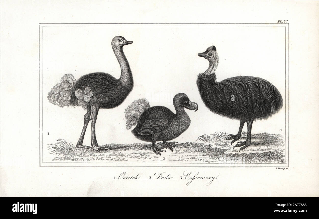 Dodo, Raptus cucullatus (éteint), l'autruche, Struthio camelus, casoar et Casuarius casuarius, (vulnérable). Gravure sur acier par F. Kearney de Oliver Goldsmith's 'histoire de la Terre et de la Nature, animée' Fullerton, Édimbourg, 1835. Banque D'Images