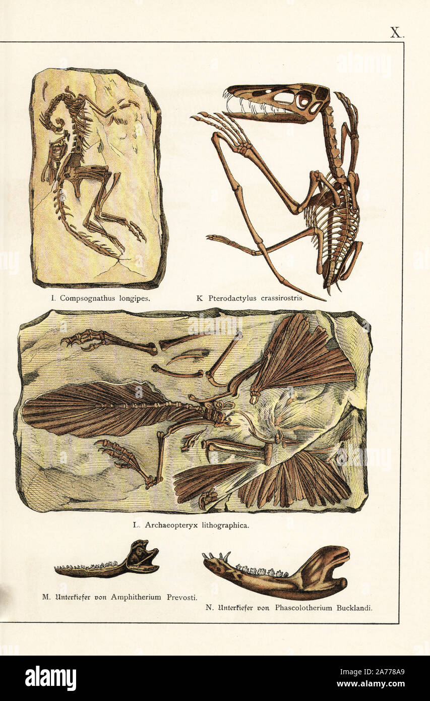 Les fossiles de squelettes de dinosaure théropode Compsognathus longipes, ptérosaure Pterodactylus crassirostris, Archaeopteryx lithographica d'oiseaux, de la mâchoire inférieure de mammifères Amphitherium Phascolotherium prevosti et bucklandi. Chromolithographie de Dr. Fr. Rolle's "La géologie et la Paléontologie de Gotthilf Heinrich von Schubert's Naturgeschichte', 'Schreiber, Munich, 1886. Banque D'Images