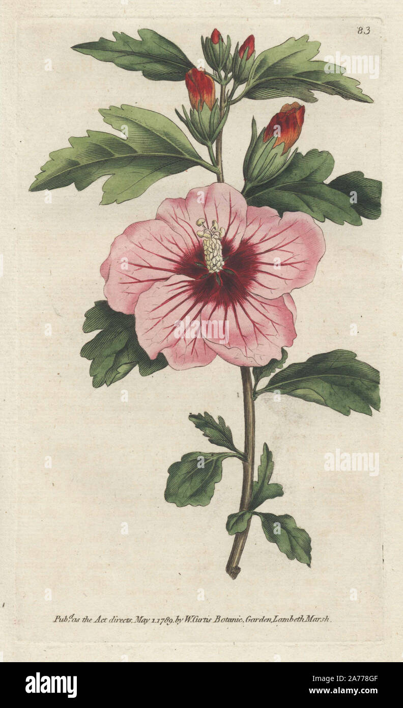République hibiscus, Hibiscus syriacus. (Rose de Sharon, Althaea frutex) fleur nationale de la Corée. Coloriée à la gravure sur cuivre de William Curtis's Botanical Magazine, '1789'. Illustration botanique non signé, mais probablement par James Sowerby. Banque D'Images