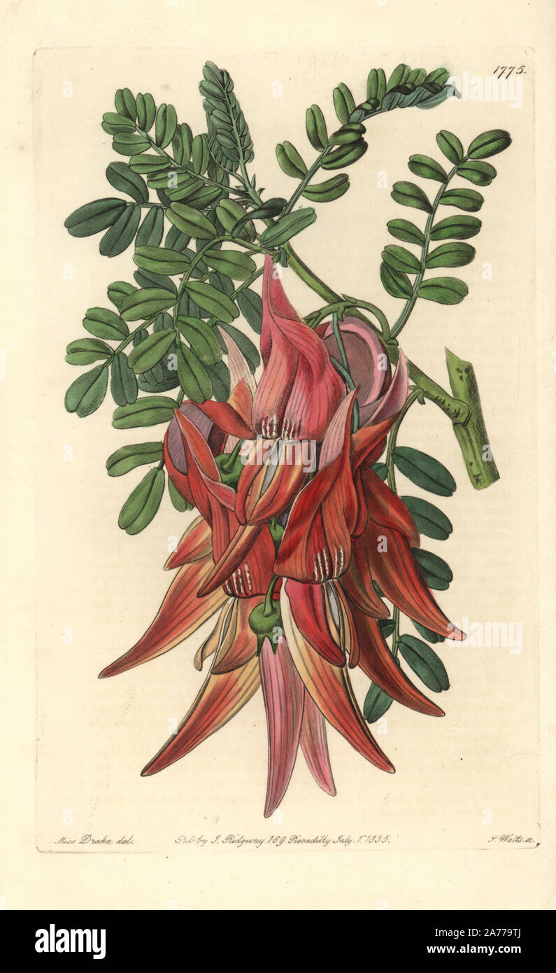 Crimson glory-pois ou Kaka, bec Clianthus puniceus. La gravure sur cuivre coloriée par S. Watts après une illustration par Miss Drake de Sydenham Edwards' 'Le Jardin botanique s'enregistrer, Londres, Ridgway, 1835. Sarah Anne Drake (1803-1857) a attiré plus de 1 300 plaques pour le botaniste John Lindley, y compris beaucoup d'orchidées. Banque D'Images