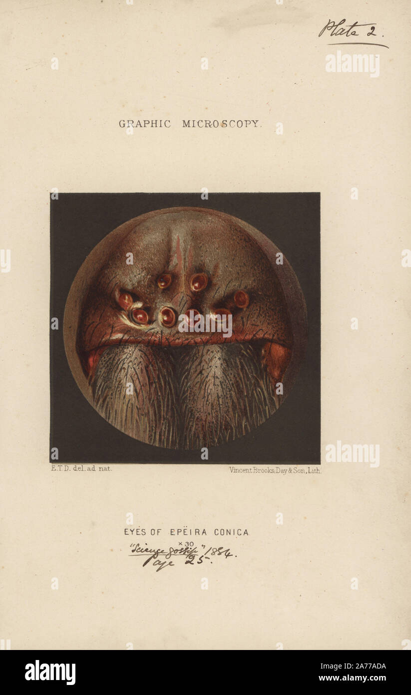 Les yeux de l'Cyclosa conica (Epeira conica) spider, amplifié x30. Chromolithographie après une illustration par E.T.D., lithographiée par Vincent Brooks, de 'plaques' Microscopie graphique pour illustrer 'Hardwicke's Gossip Science, Londres, 1865-1885. Banque D'Images