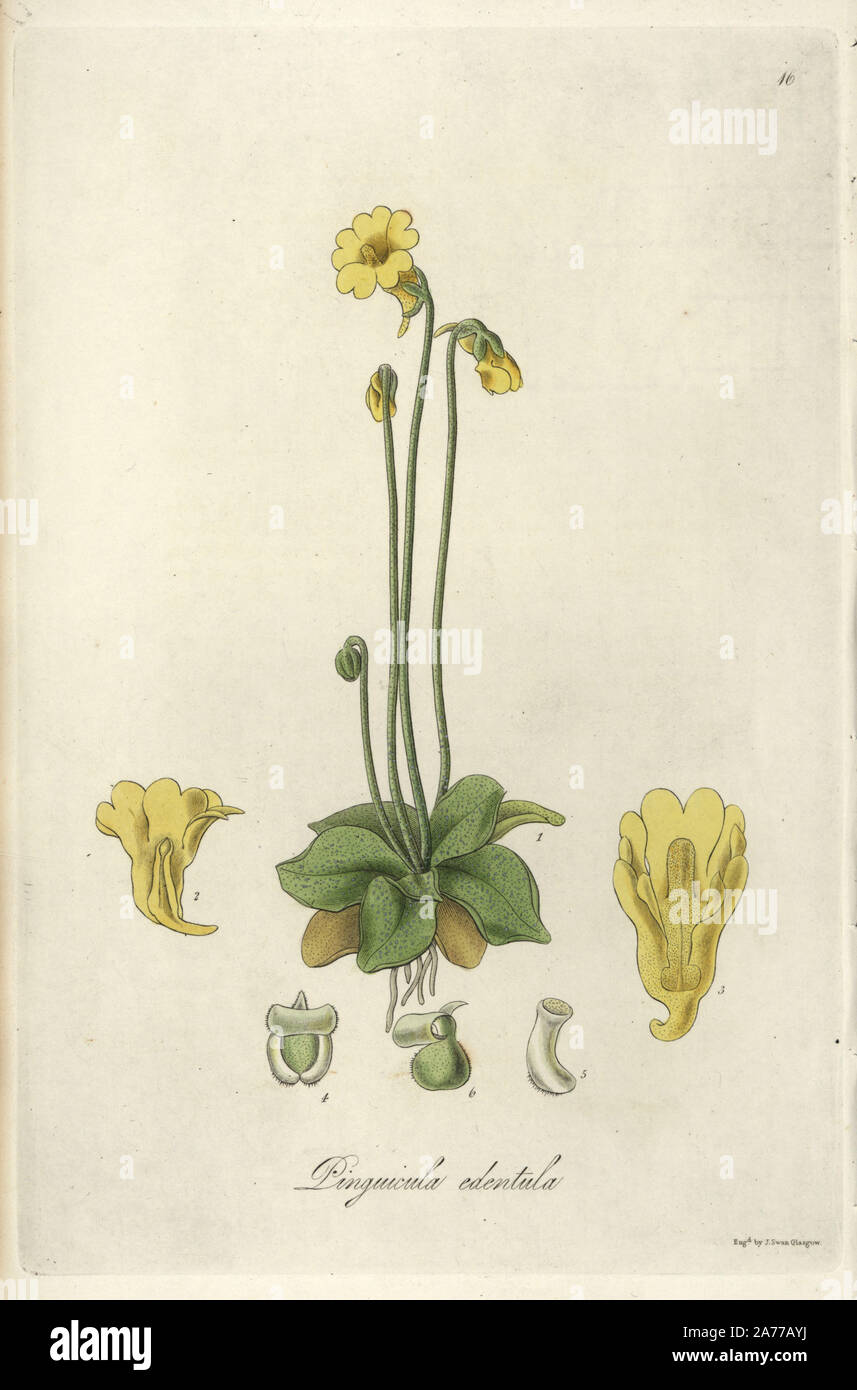 Jaune à fleurs édenté, grassette Pinguicula edentula. Coloriée à la gravure sur cuivre par J. Swan après une illustration botanique par William Jackson Hooker à partir de son propre 'exotiques' Flore, Blackwood, Édimbourg, 1823. Hooker (1785-1865) était un botaniste anglais spécialisé dans les orchidées et les fougères, et a été directeur des Jardins botaniques royaux de Kew à partir de 1841. Banque D'Images