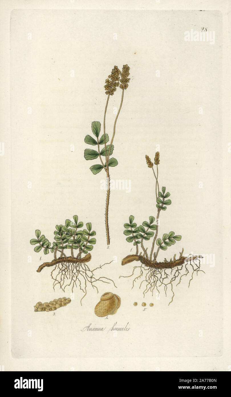 L'anémie (anémie nain fougère oblongifolia, anémie humilis). Coloriée à la gravure sur cuivre par J. Swan après une illustration botanique par William Jackson Hooker à partir de son propre 'exotiques' Flore, Blackwood, Édimbourg, 1823. Hooker (1785-1865) était un botaniste anglais spécialisé dans les orchidées et les fougères, et a été directeur des Jardins botaniques royaux de Kew à partir de 1841. Banque D'Images
