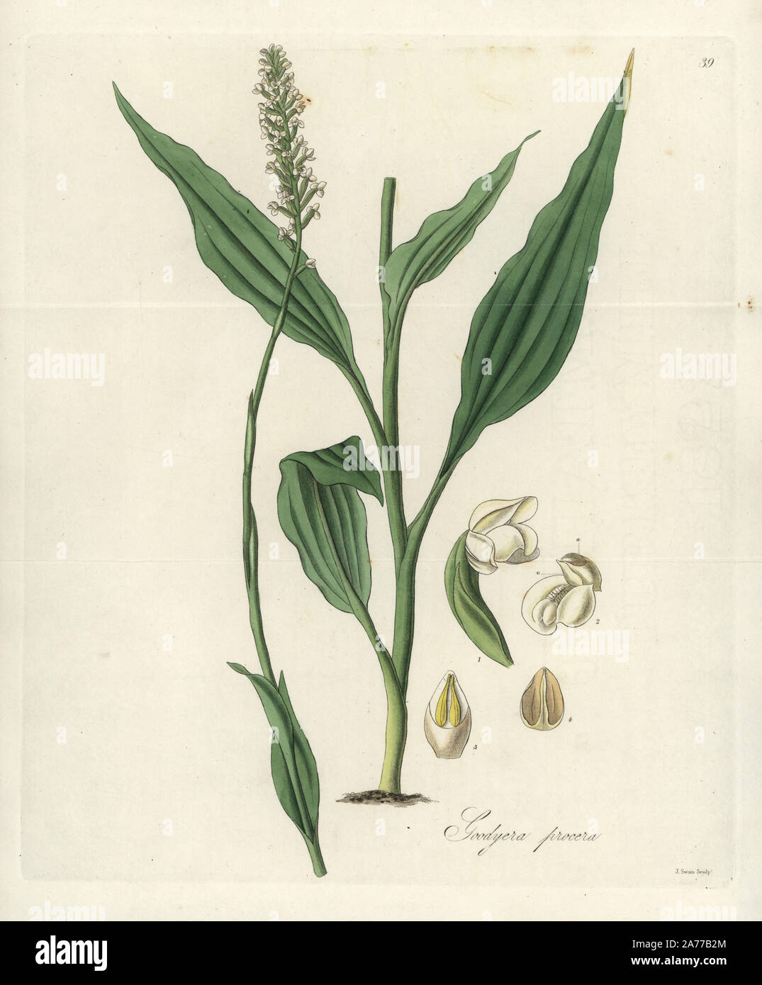 Haut Orchidée goodyera Goodyera, procera. Coloriée à la gravure sur cuivre par J. Swan après une illustration botanique par William Jackson Hooker à partir de son propre 'exotiques' Flore, Blackwood, Édimbourg, 1823. Hooker (1785-1865) était un botaniste anglais spécialisé dans les orchidées et les fougères, et a été directeur des Jardins botaniques royaux de Kew à partir de 1841. Banque D'Images