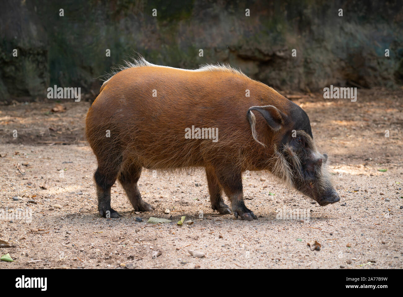 Porcs la rivière Rouge (-Potamochoerus porcus ) Banque D'Images