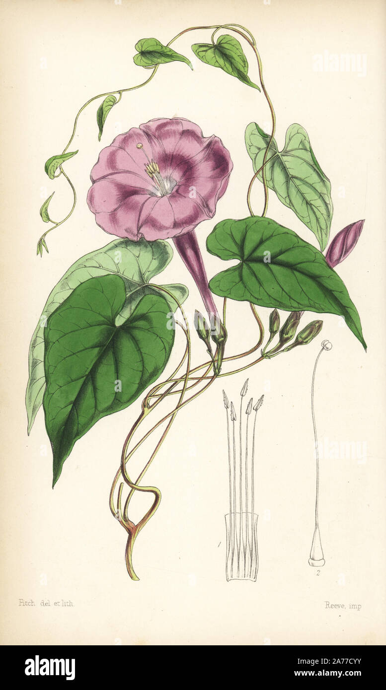 L'Ipomoea, gialappa dumosa (Purga ou vrai, Exogonium purga gialappa). Coloriée illustration botanique dessiné et lithographié par Walter Fitch de Sir William Jackson Hooker's 'Curtis's Botanical Magazine, Londres, 1847. Banque D'Images