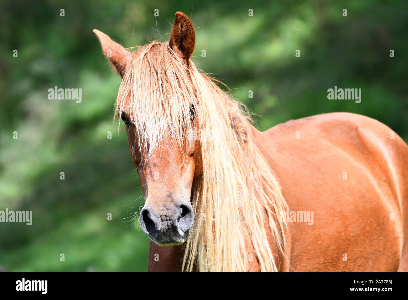 Portrait d'une belle couleur marron oseille ou jeune cheval dans un champ vert Banque D'Images