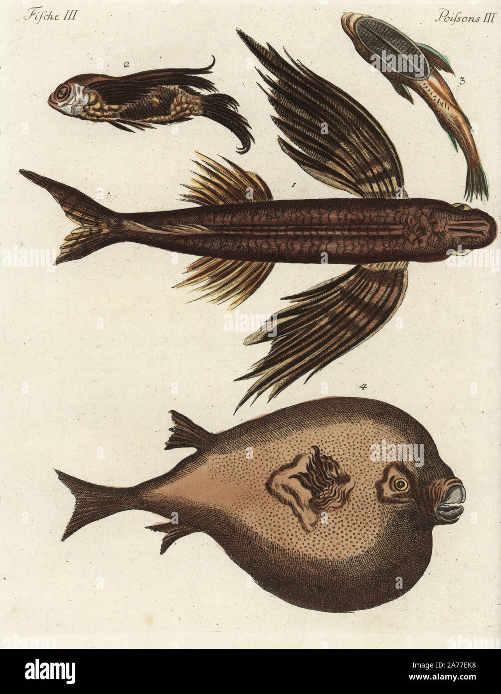 Les espèces de poissons volants, 1,2 ou 3 remora suckerfish, et round boxfish 4. Coloriée à la gravure sur cuivre de Johann Friedrich Bertuch's 'Bilderbuch fur Kinder" (Livre d'images pour les enfants), Weimar, 1792. Banque D'Images