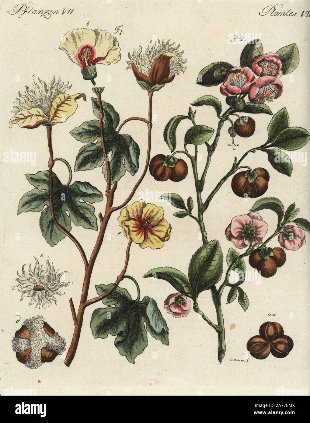 Levant cotonnier, Gossypium herbaceum, et théier, Camellia sinensis. La gravure sur cuivre coloriée après une illustration botanique par Christian Muller de Johann Friedrich de Bertuch Bilderbuch fur Kinder (Livre d'images pour les enfants), Weimar, 1792. Banque D'Images