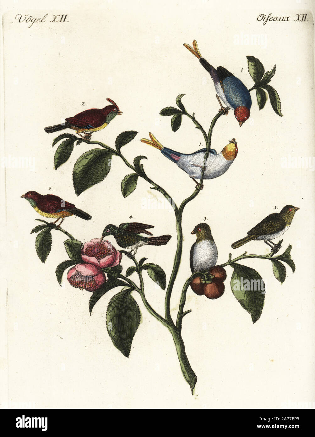 Les bruants nains chinois 1,2,3 et verveine hummingbird, Mellisuga minima 4, sur un théier, Camellia sinensis. Coloriée à la gravure sur cuivre de Johann Friedrich de Bertuch Bilderbuch fur Kinder (Livre d'images pour les enfants), Weimar, 1792. Banque D'Images