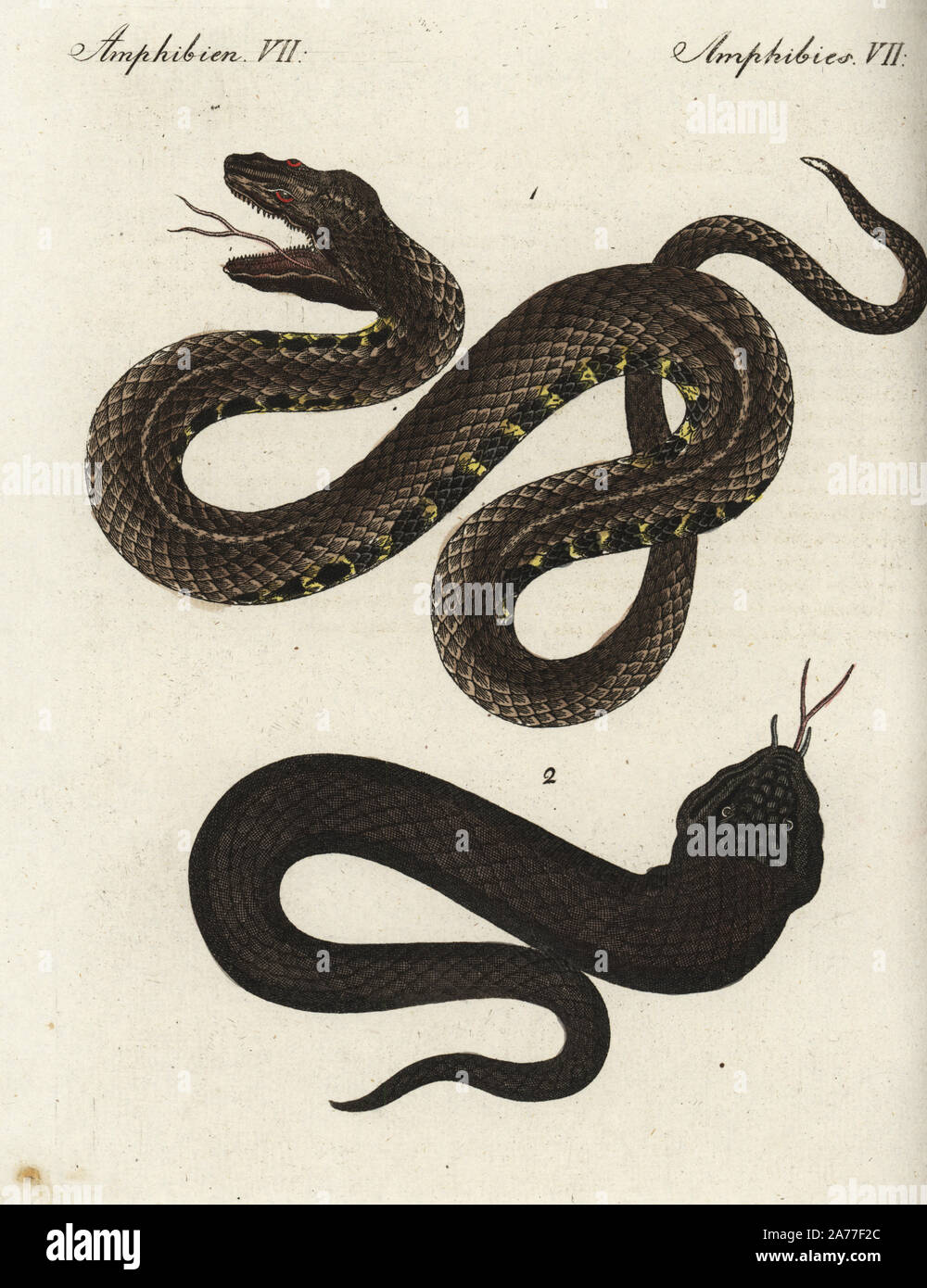 Sahara sand viper, Cerastes vipera 1 et noir asp, Vipera aspis atra, vulnérables 2. Coloriée à la gravure sur cuivre de Johann Friedrich de Bertuch Bilderbuch fur Kinder (Livre d'images pour les enfants), Weimar, 1795. Banque D'Images