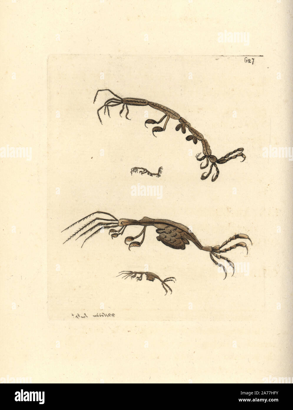 Caprelles, Caprella linearis (Cancer, crabe linéaire linearis). Illustration dessiné et gravé par Richard Nodder Sciences. Coloriée à la gravure sur cuivre de George Shaw et Frederick Nodder's Le Naturalist's Miscellany, Londres, 1804. Banque D'Images