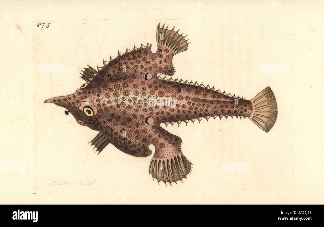 Le platax, Ogcocephalus vespertilio (Américain, poissons grenouille, Lophius vespertilio). Illustration dessiné et gravé par Richard Nodder Sciences. Coloriée à la gravure sur cuivre de George Shaw et Frederick Nodder's Le Naturalist's Miscellany, Londres, 1806. Banque D'Images