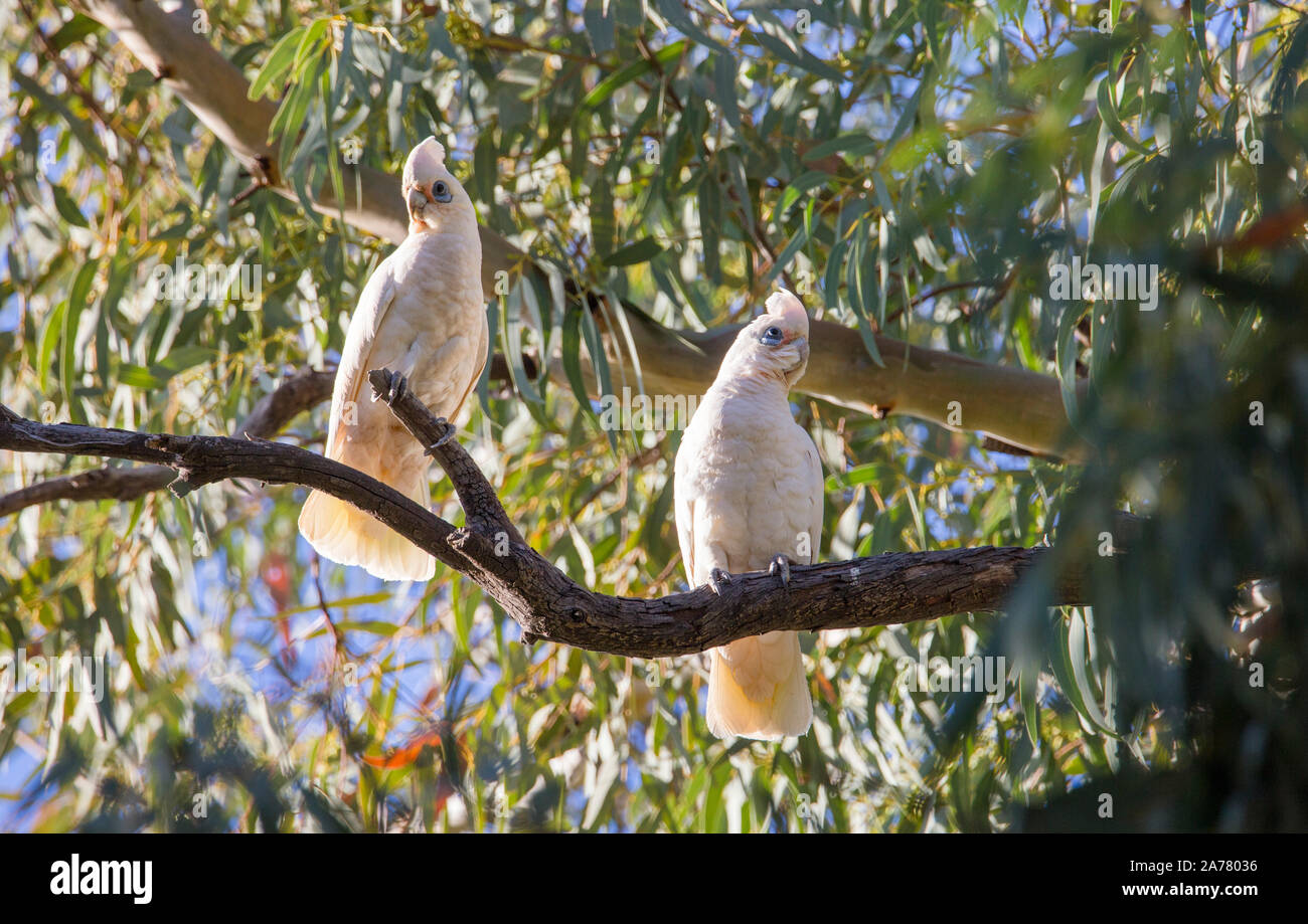 Peu de Corella (Cacatua sanguinea) perchés dans River Red Gums dans outback NSW, Australie Banque D'Images