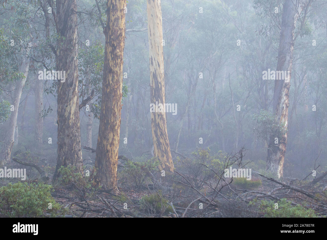 Eucalyptus wandoo woodland (wandoo) et de la brume dans la forêt d'état de Dryandra, Australie occidentale Banque D'Images