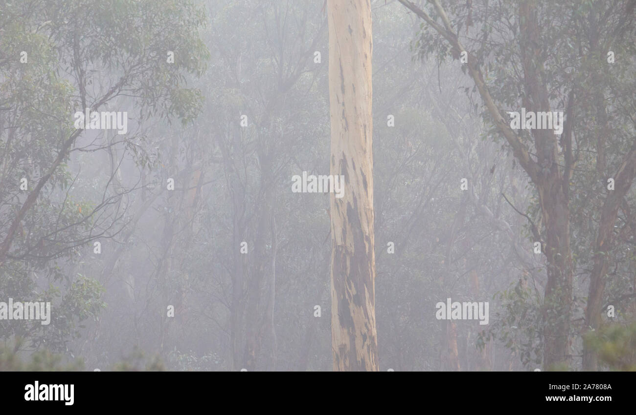 Eucalyptus wandoo woodland (wandoo) et tôt le matin dans la brume de la forêt d'état de Dryandra, Australie occidentale Banque D'Images