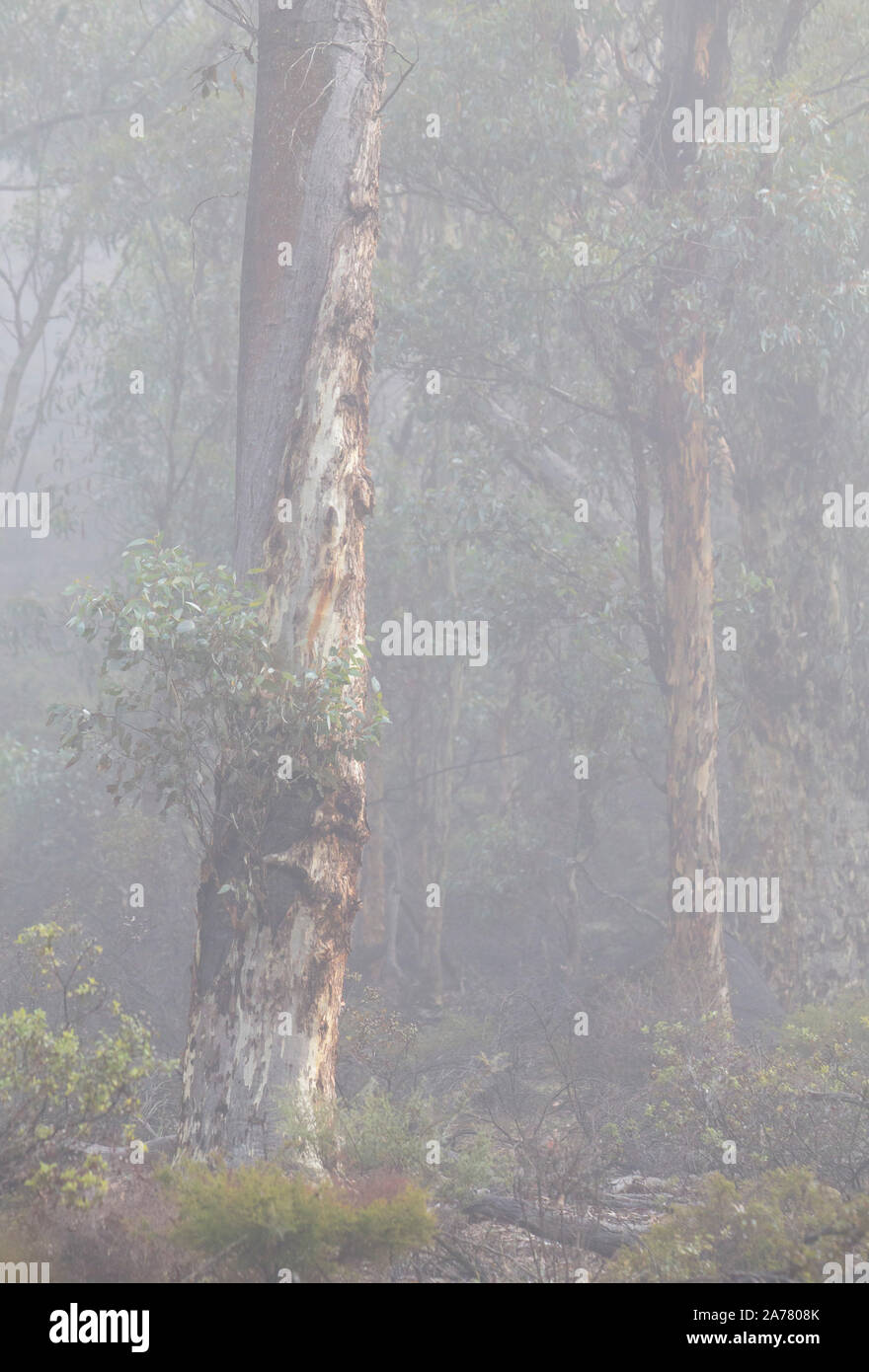 Eucalyptus wandoo woodland (wandoo) et tôt le matin dans la brume de la forêt d'état de Dryandra, Australie occidentale Banque D'Images