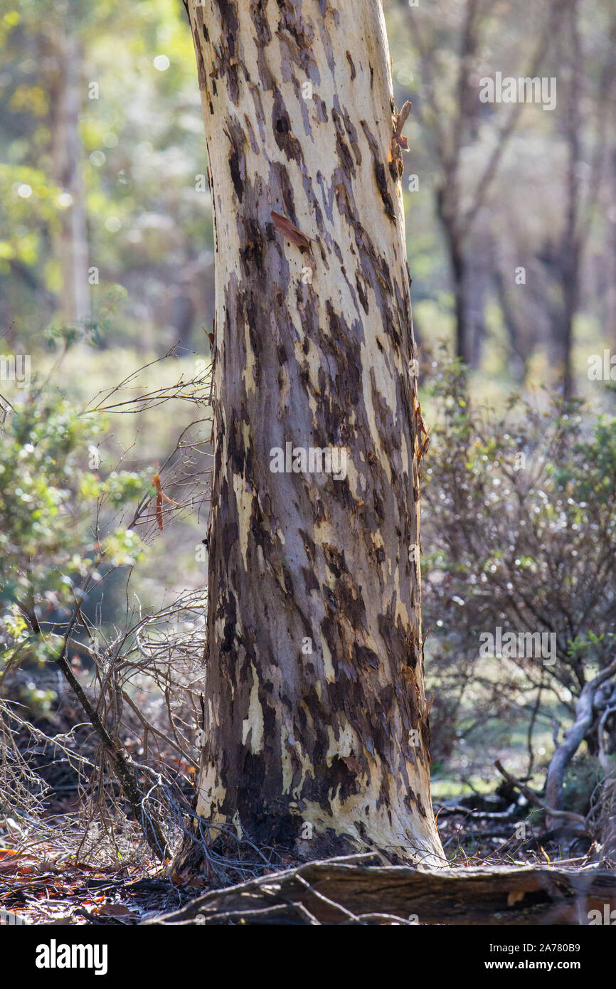 Eucalyptus wandoo(Eucalyptus wandoo) dans la forêt d'état de Dryandra, Australie occidentale Banque D'Images