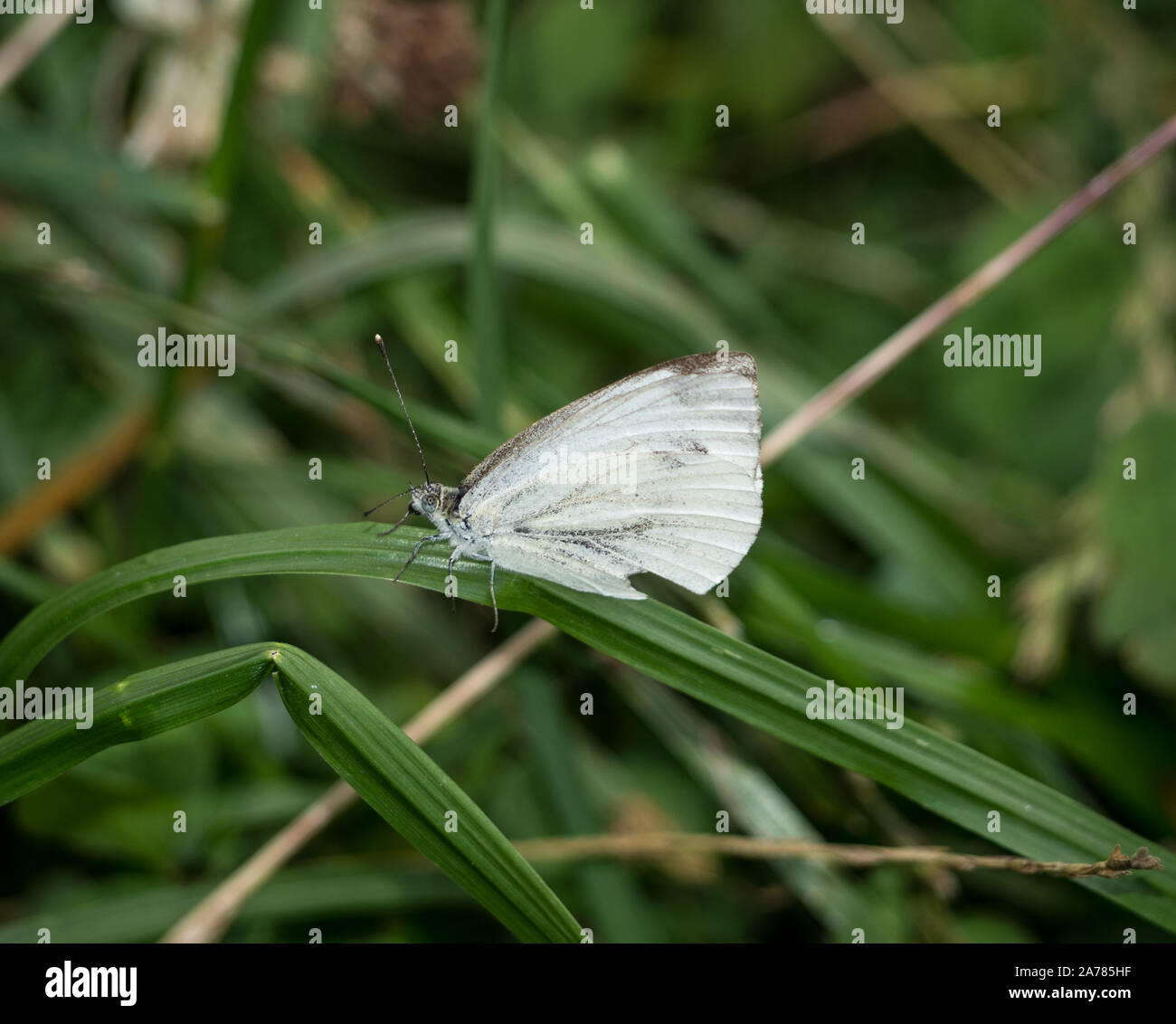 Le chou papillon sur un brin d'herbe Banque D'Images