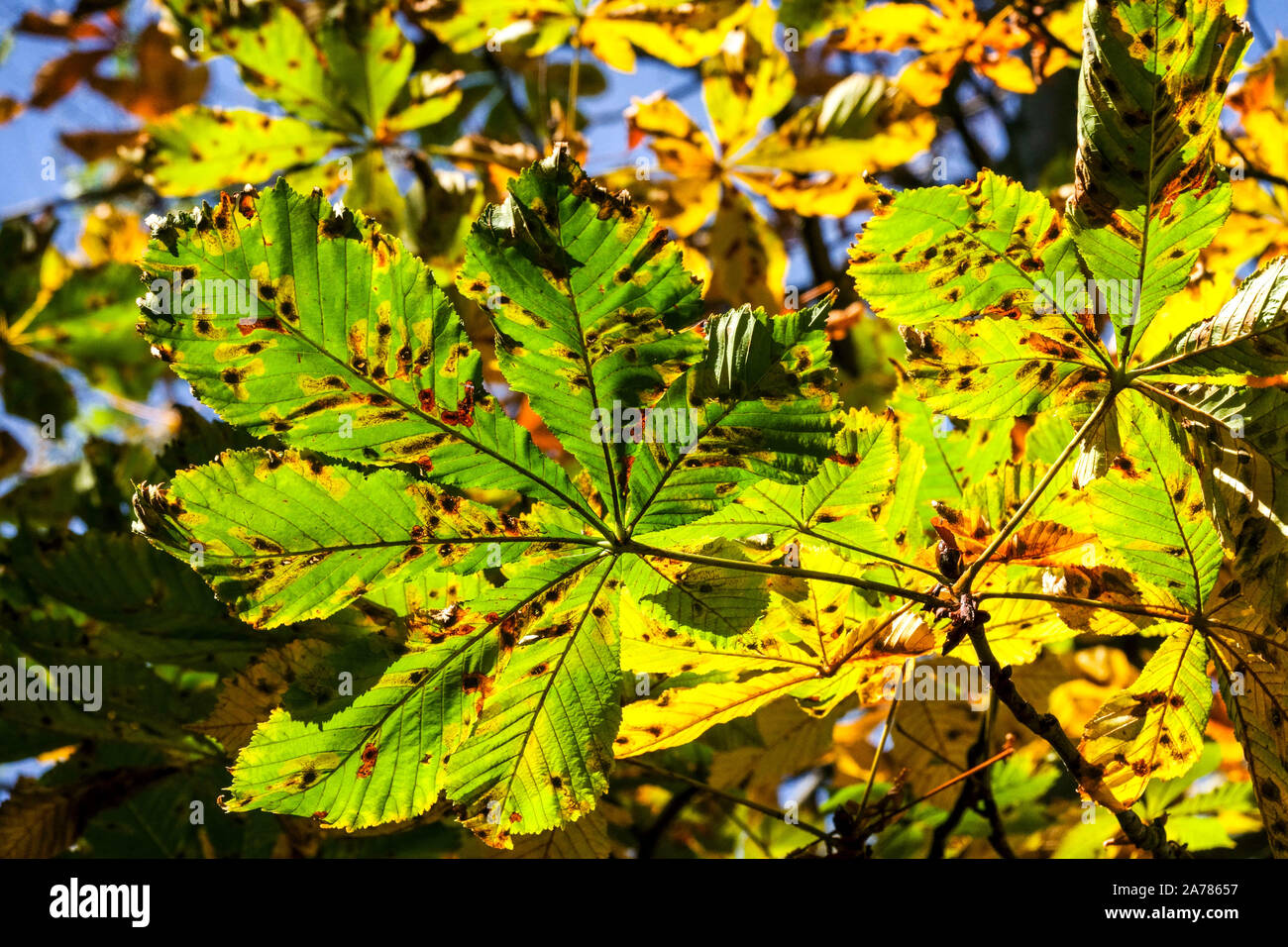 Mineur de feuilles de châtaignier de cheval, feuilles infestées par le ravageur, couleurs d'automne Banque D'Images