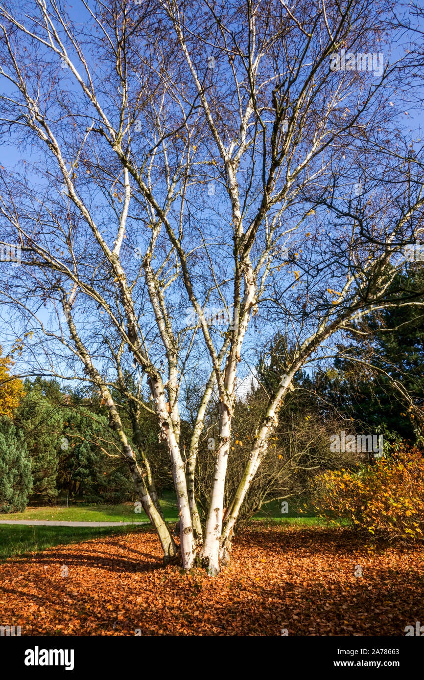 Betula papyrifera arbre de bouleau à papier d'automne, bouleau blanc, et canot jardin de bouleau Betula papyrifera arbre Banque D'Images