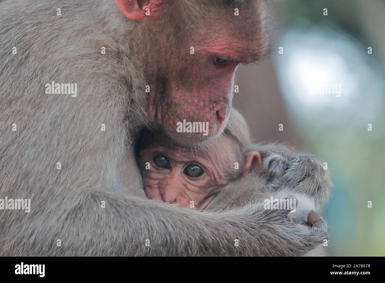 Beau bonnet macaque (Macaca radiata) le bébé et la mère à Bandipur National Park, Karnataka, en Inde Banque D'Images