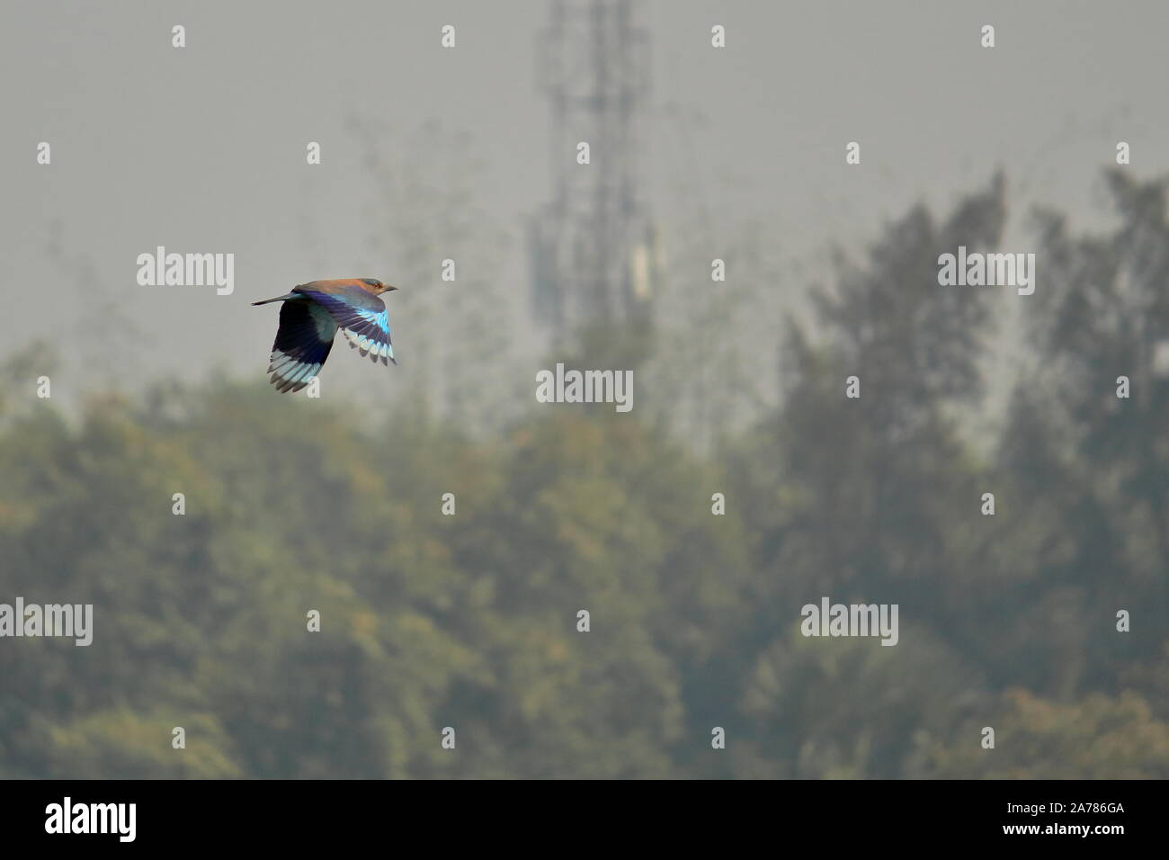 L'indian roller (coracias benghalensis) survolant le ciel dans la région du delta Sundarbans, l'ouest du Bengale en Inde Banque D'Images