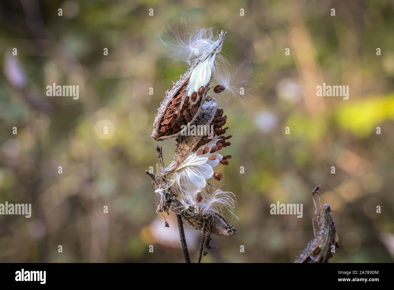 Blanc moelleux graines velues de l'asclépiade commune / Asclepias syriaca, plante envahissante dans le sable en Serbie Subotica Banque D'Images