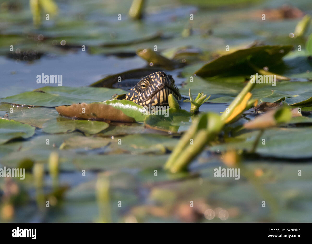 La tortue cistude (Emys orbicularis) soleil lui-même dans une grande piscine dans le parc national de Hortobágy, Hongrie Banque D'Images