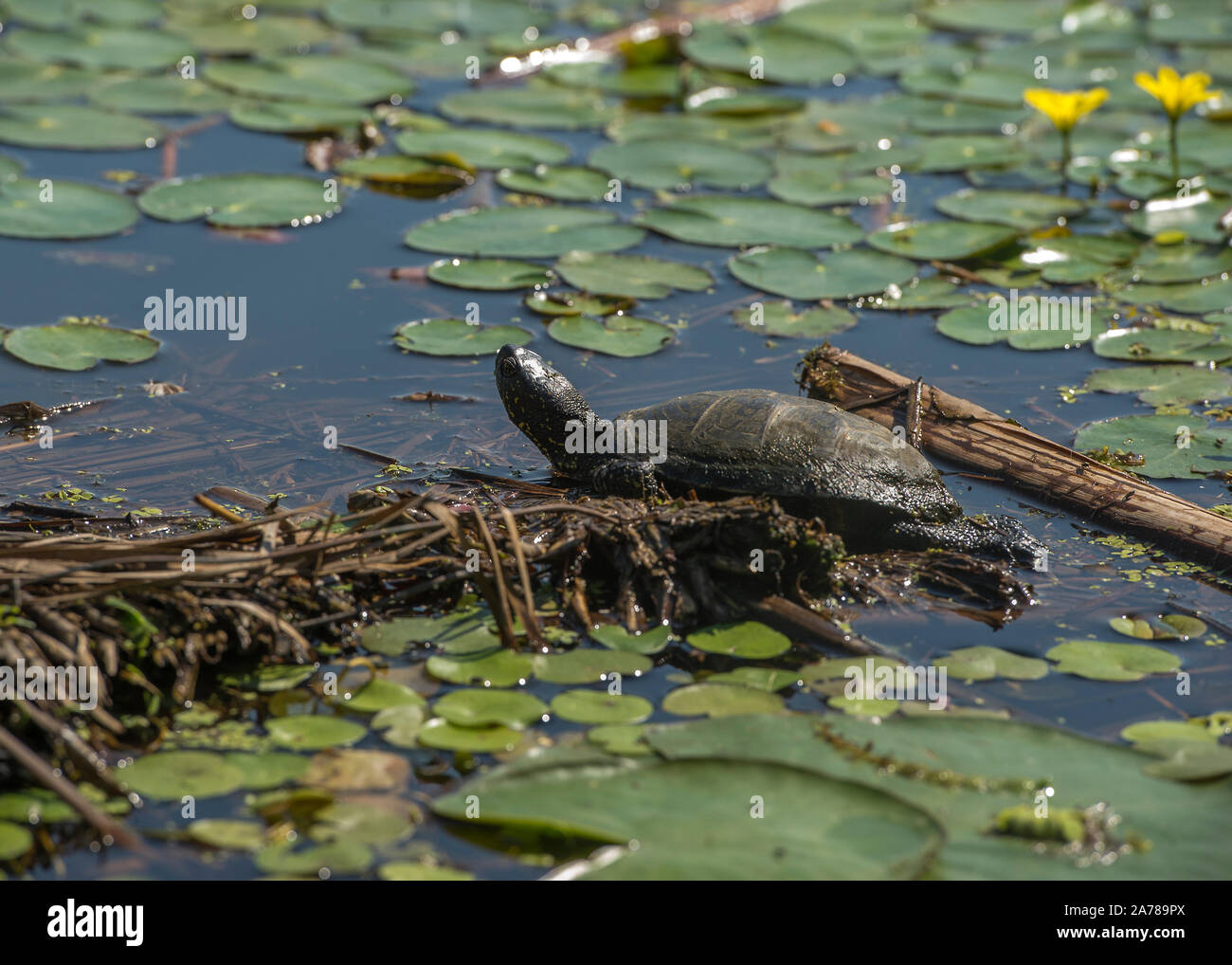 La tortue cistude (Emys orbicularis) soleil lui-même dans une grande piscine dans le parc national de Hortobágy, Hongrie Banque D'Images