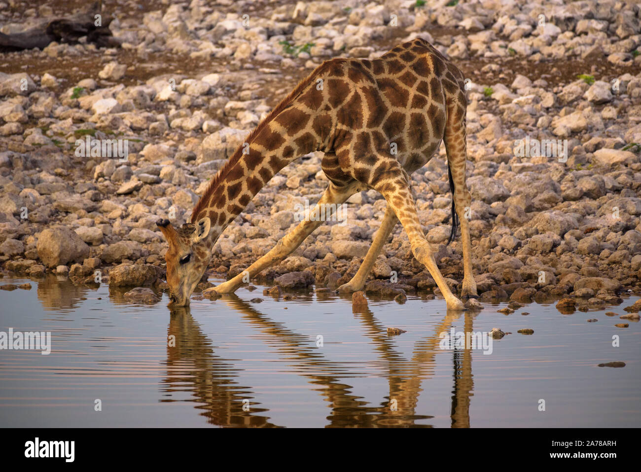 Girafe boit de l'eau au lever du soleil dans le parc national d'Etosha, Namibie Banque D'Images