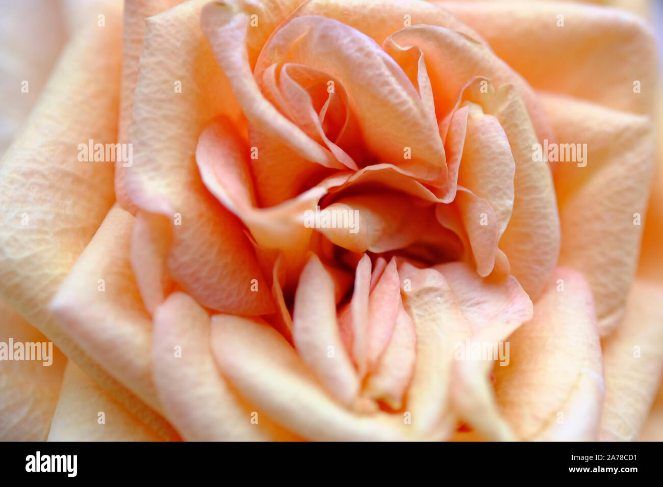Gros plan d'une seule couleur abricot fleur rose de patio. Banque D'Images