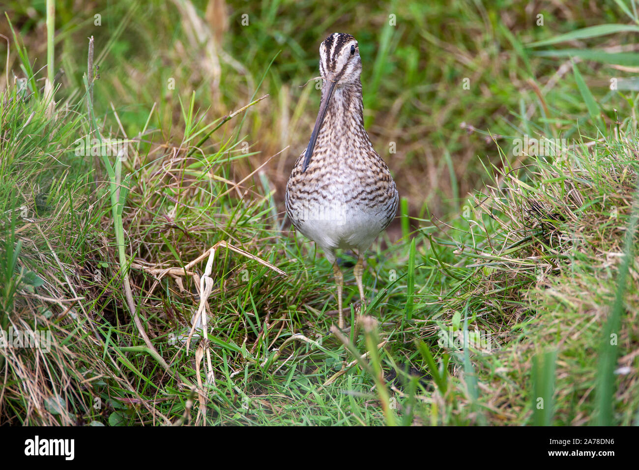 La bécassine des marais Gallinago gallinago, fréquente les marais, tourbières, prairies humides et la toundra du nord de l'Europe et du nord de l'Asie. Banque D'Images