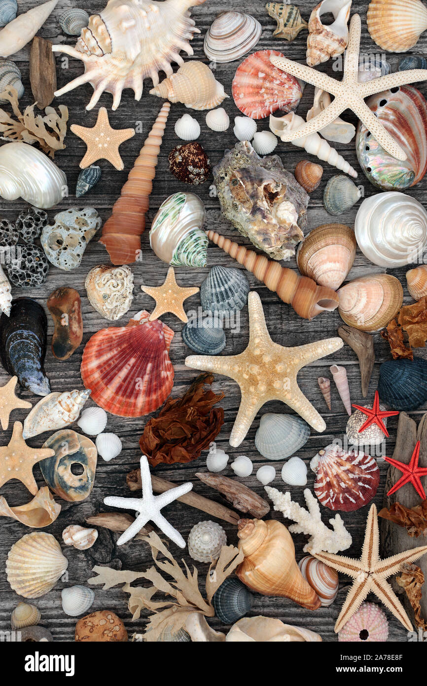 Bois flotté, seashell, algues et galets collage abstrait sur un fond de bois rustique. Mise à plat. Banque D'Images