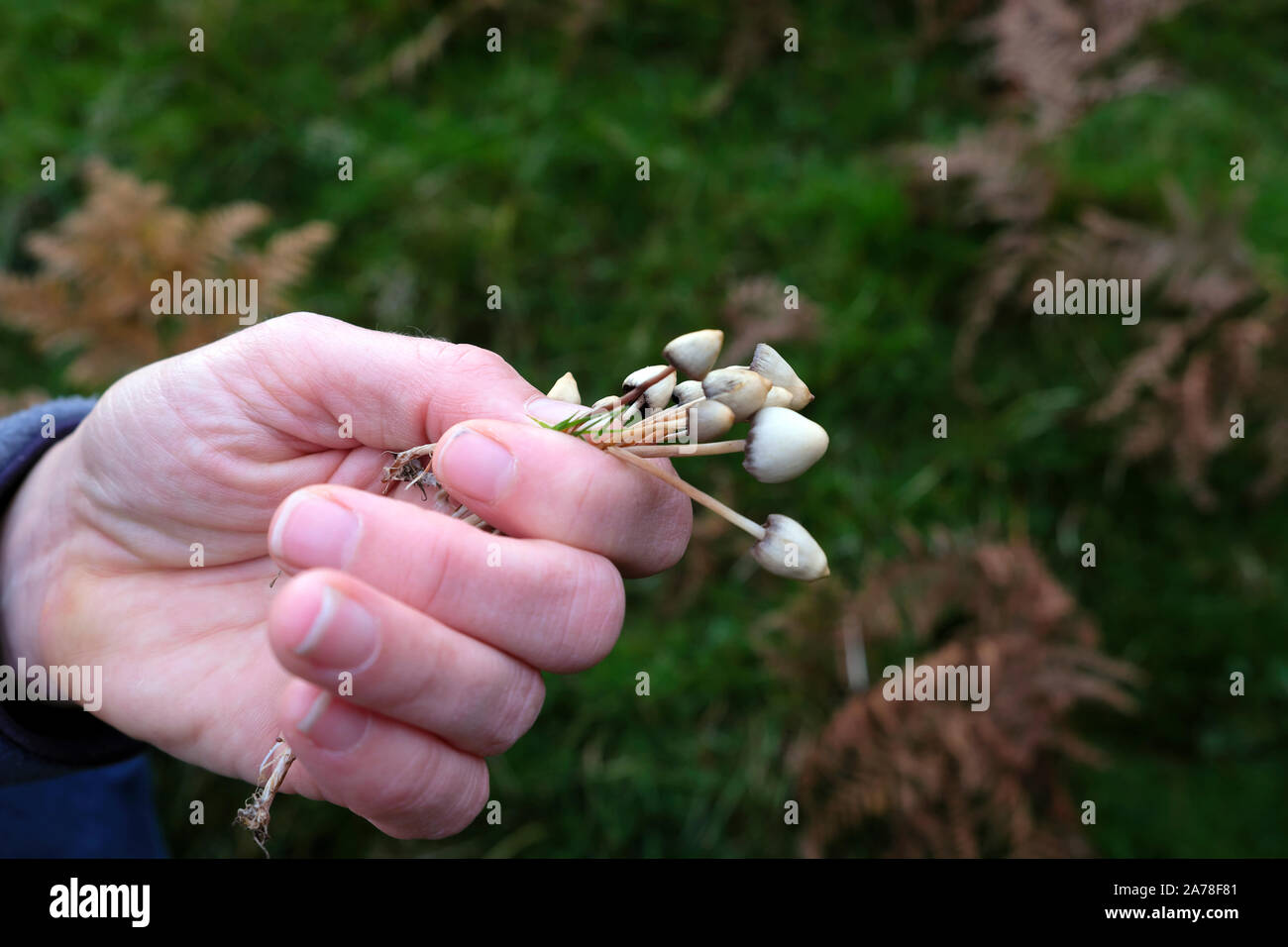 Main tenant des champignons psilocybine ont trouvé des champignons magiques à la recherche de champignons dans la campagne en automne dans le Carmarthenshire pays de Galles Royaume-Uni KATHY DEWITT Banque D'Images