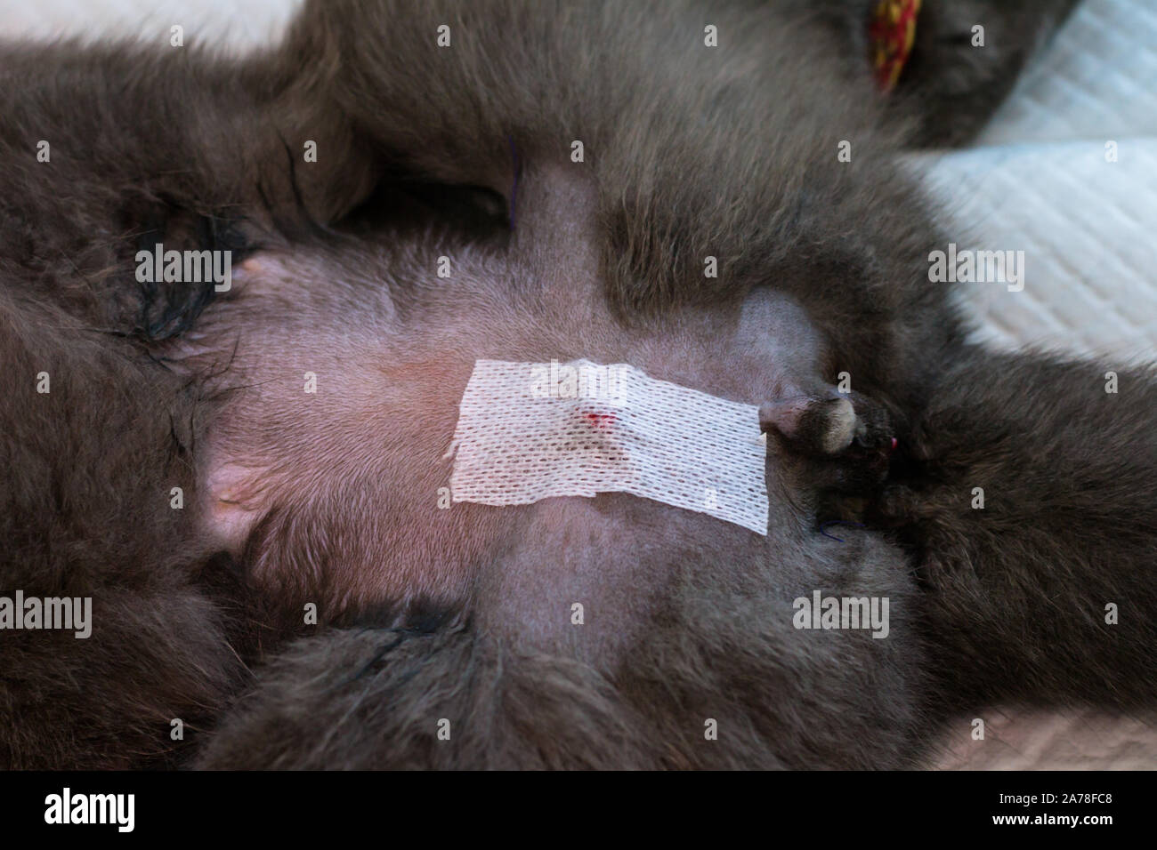 Castration De Chat Banque D Image Et Photos Alamy
