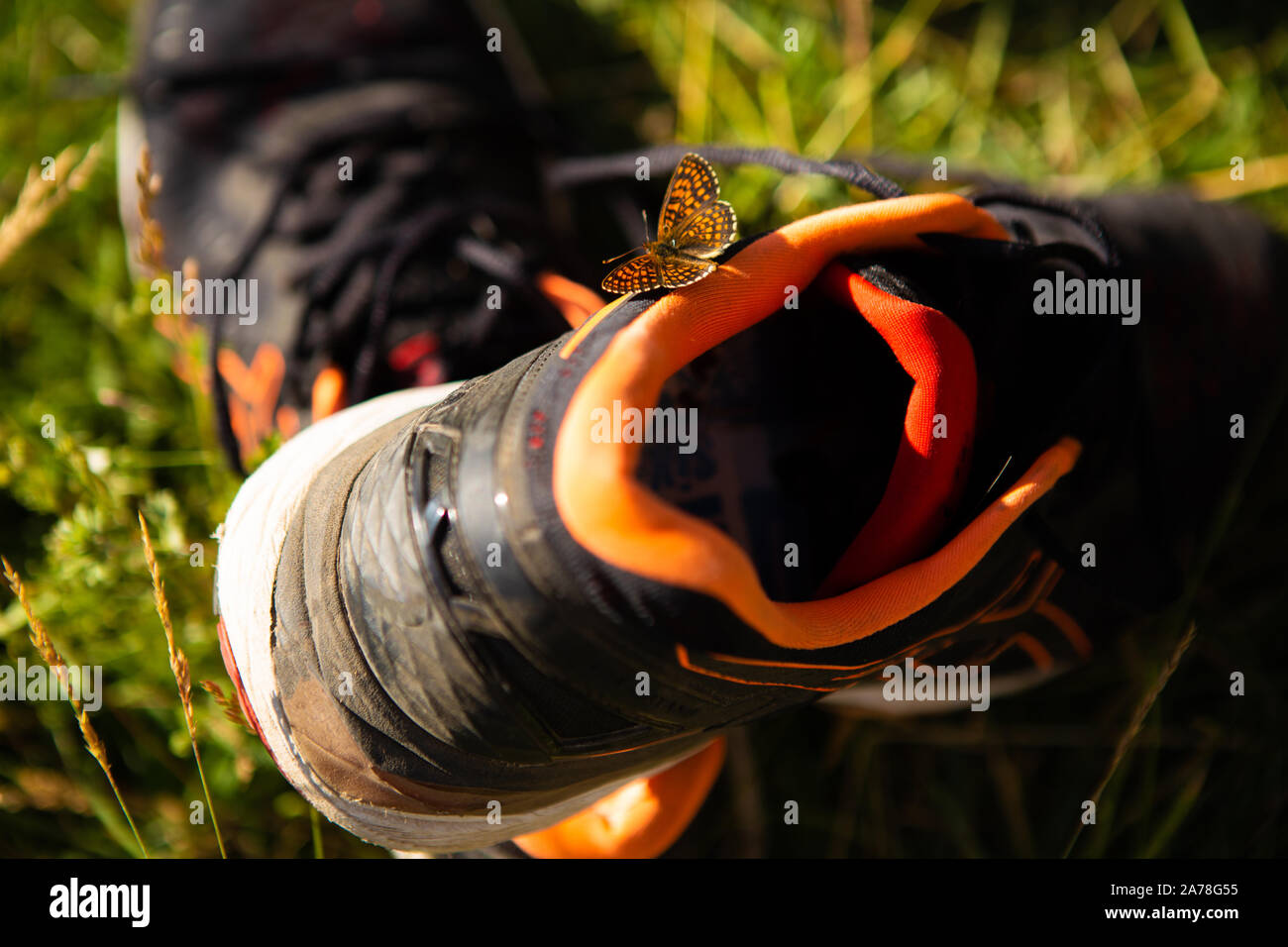 Little butterfly sitting sur noir et orange d'exécution sneakers Banque D'Images