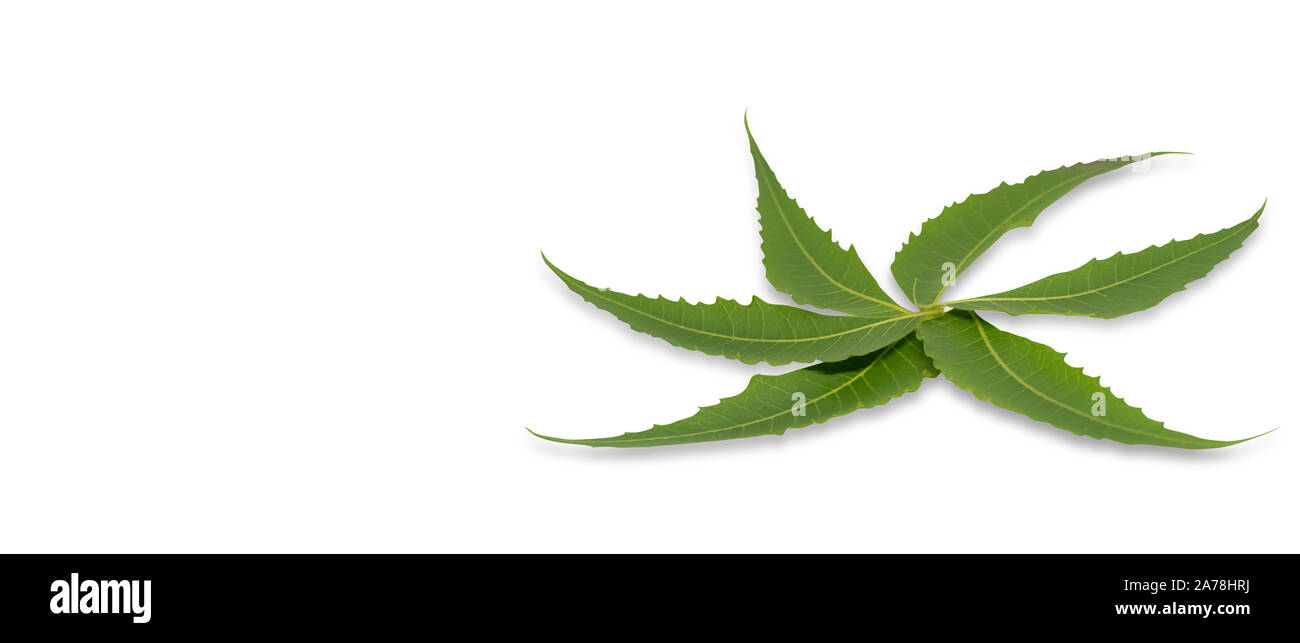 Les feuilles de neem médicinales isolated on white Banque D'Images