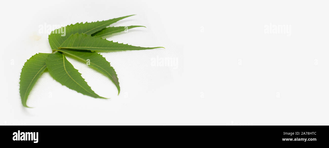 Les feuilles de neem médicinales isolated on white Banque D'Images