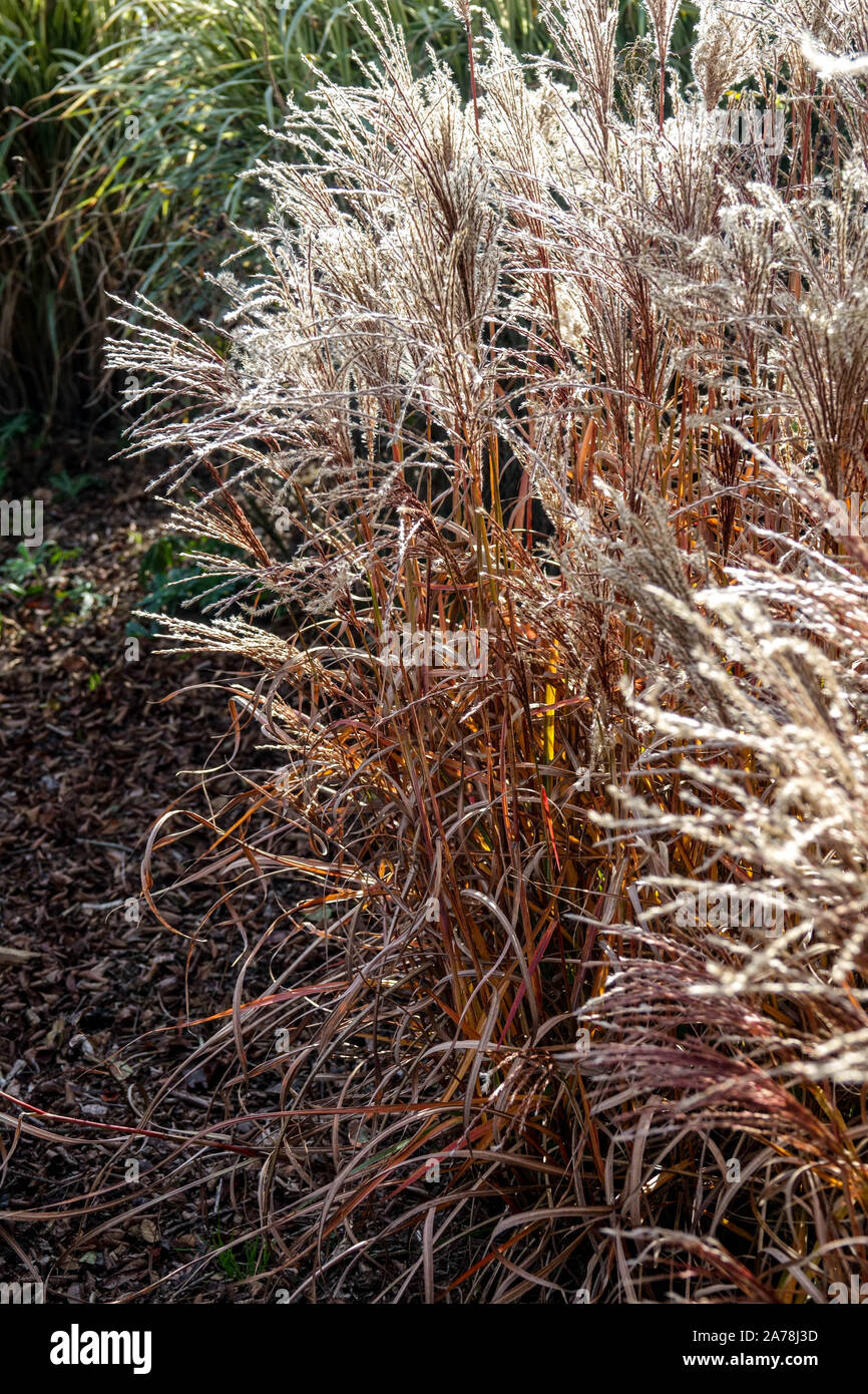 Miscanthus sinensis 'Ferner Osten' herbe automne Banque D'Images