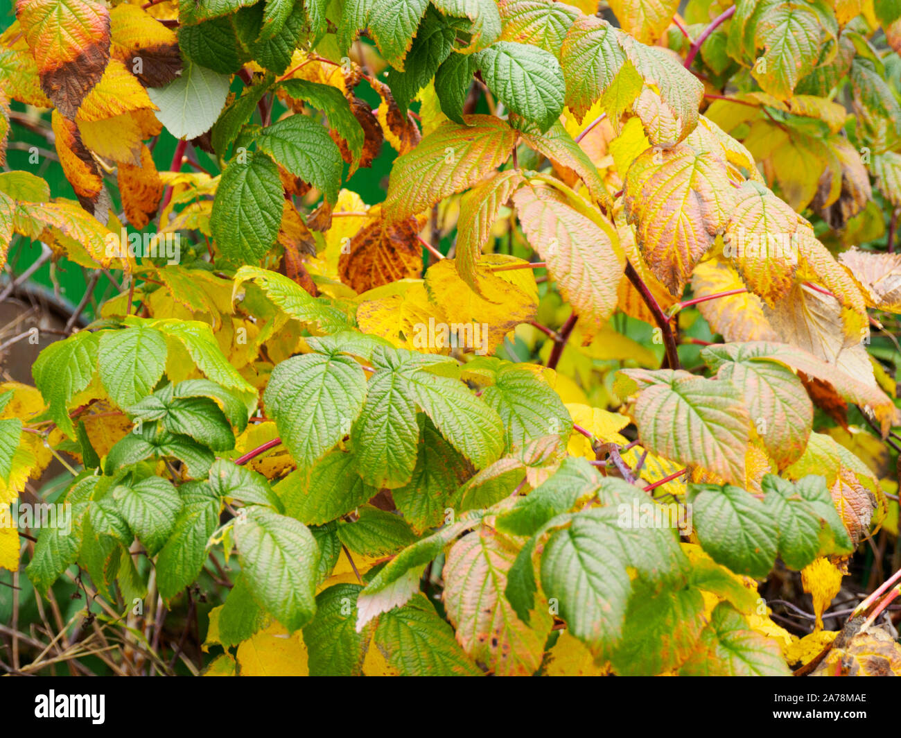Vert, jaune, feuilles de framboisier rouge à l'automne dans le village  Photo Stock - Alamy
