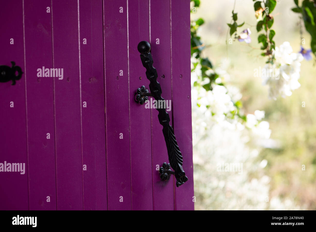 Volets violet avec de faux poignée sur l'arrière-plan de fleurs et feuilles vertes Banque D'Images