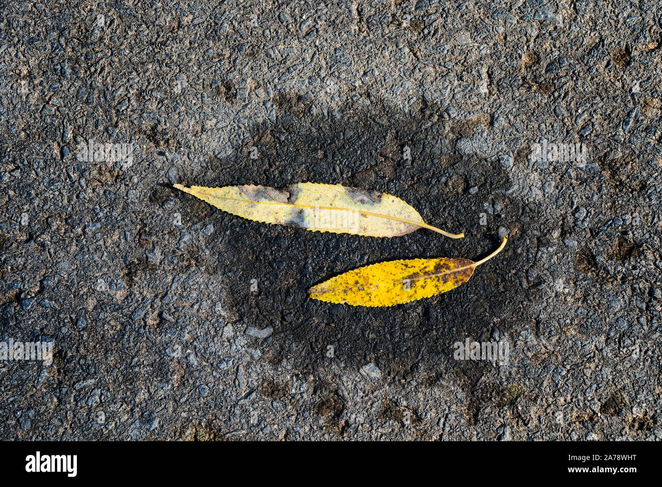 Les feuilles, vieille asphalte Banque D'Images